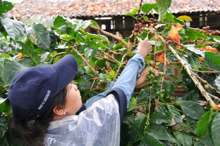 harvest.jpg